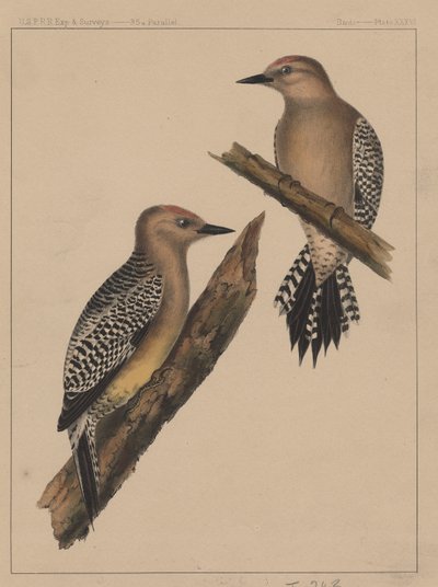 Birds, Plate XXXVI by American School